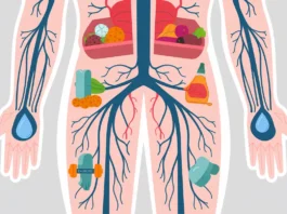 Illustration showing healthy veins and blood circulation to depict how to keep veins healthy