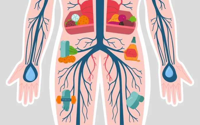 Illustration showing healthy veins and blood circulation to depict how to keep veins healthy