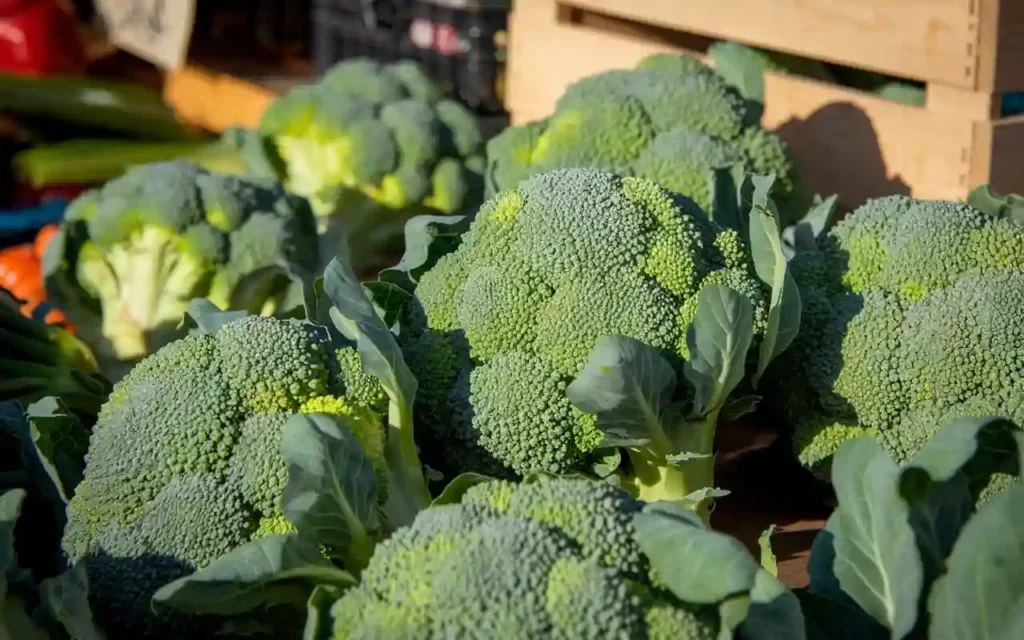 Fresh Broccoli selection showing how to make broccoli taste good but healthy