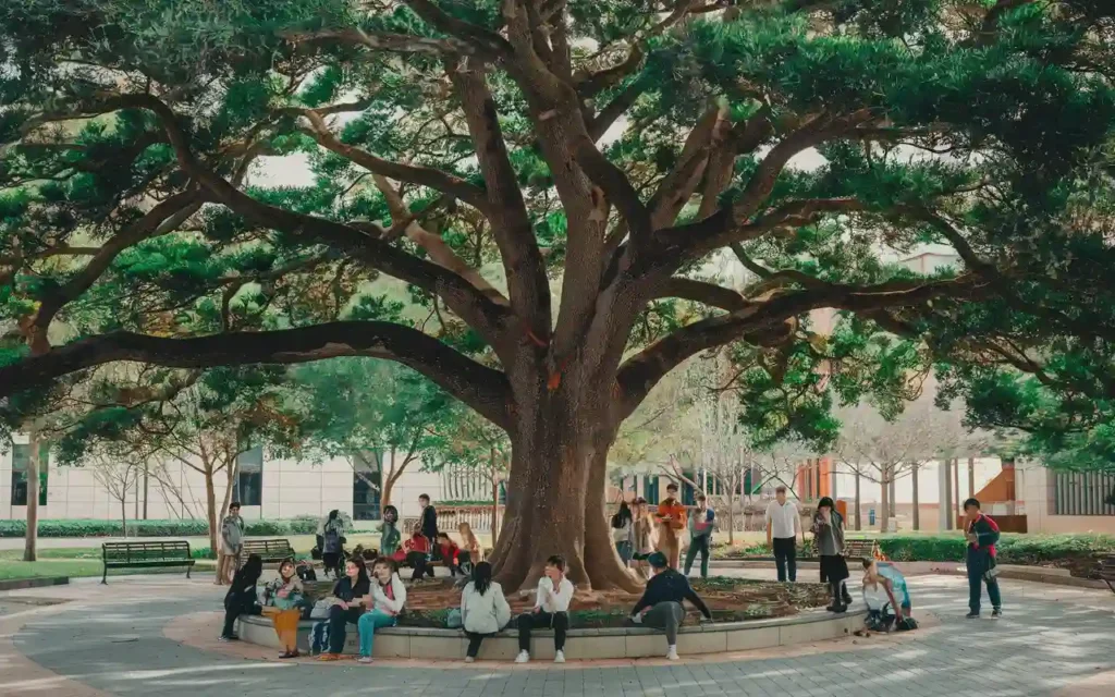 The tree who set healthy boundaries" as a cultural reflection