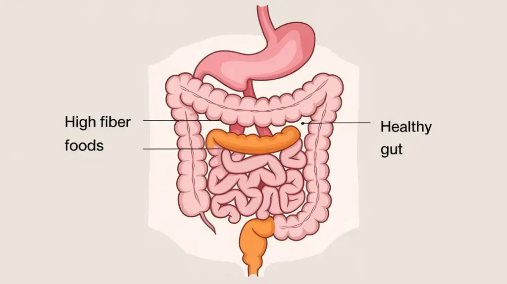 A medical infographic showing the anatomy of the colon with diet-related notes